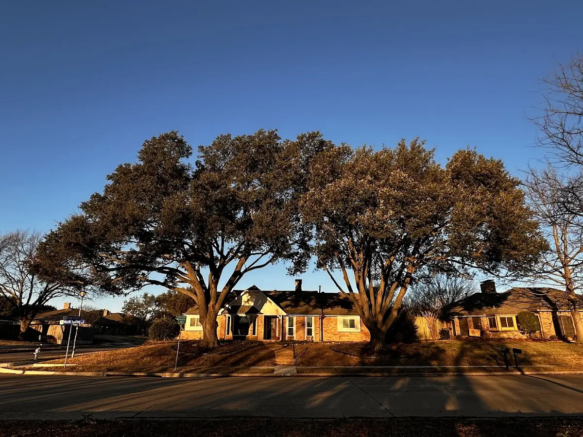 Established residential canopy tree shading a home in Seldovia